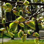 Ulmus glabra Lehti