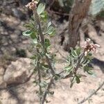 Jatropha dioica Floare