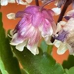 Kalanchoe miniata Flor