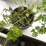 Mimosa pudica Leht