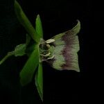 Codonopsis rotundifolia Flower