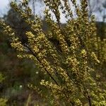 Erica scopariaCvet