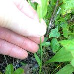 Pogonia ophioglossoides Elinympäristö