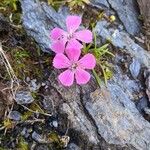 Dianthus glacialis 花