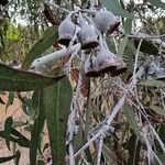 Eucalyptus caesia 果