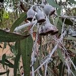 Eucalyptus caesia Fruit