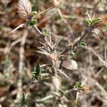 Barleria acanthoides Плод