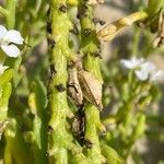 Cakile maritima Corteccia