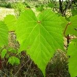 Vitis riparia Φύλλο