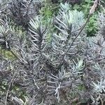 Lavandula pedunculata Листок