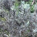 Lavandula pedunculata Folha