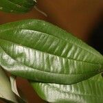 Miconia fragilis Лист
