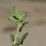 Medicago minima Leht