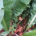 Rumex hydrolapathum Leaf