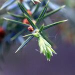 Juniperus communis Лист