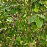 Ficus benghalensis Habit