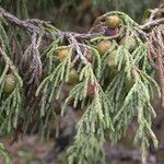 Juniperus recurva Habitus