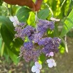 Hydrangea aspera Flower