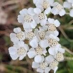 Achillea clavennae Цвят