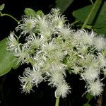 Clematis ligusticifolia 花