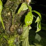 Quararibea pumila Meyve