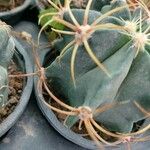 Echinocactus texensis 葉