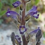 Orobanche lavandulacea Arall