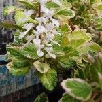 Plectranthus forsteri Blomst