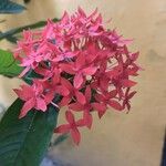 Ixora coccinea Květ