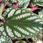 Cissus discolor Blad