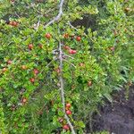 Cotoneaster nan-shan ഫലം