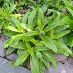 Epilobium parviflorumFolio