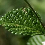 Lantana achyranthifolia Frunză