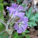 Phacelia bipinnatifida Casca