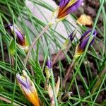 Romulea ligustica 花