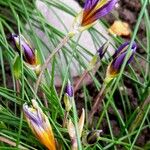 Romulea ligustica Blüte