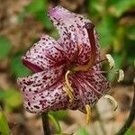 Lilium martagon 花