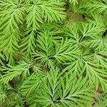 Dicentra canadensis Blatt