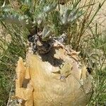 Cyphostemma seitzianum Hábito