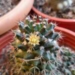 Mammillaria winterae Flower