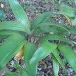 Adonidia merrillii पत्ता