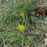 Gagea bohemica Fula