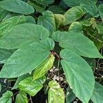 Begonia isoptera Leaf