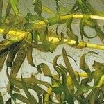 Elodea nuttallii Hábito