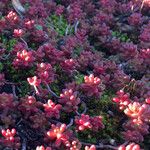 Sedum anglicum Habitus