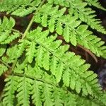 Dryopteris aemula List