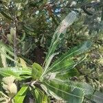 Banksia serrata Fuelha