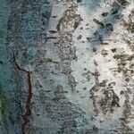 Alnus incana Escorça