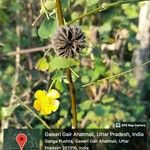 Abutilon indicum Συνήθη χαρακτηριστικά