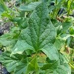 Blitum bonus-henricus Leaf